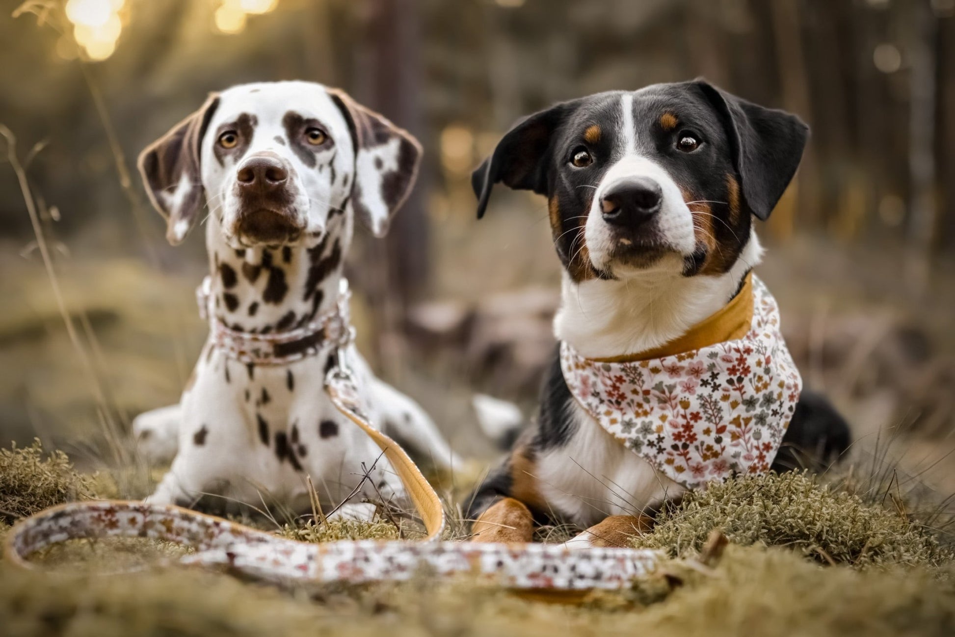 "Boho Bliss" Hundehalstuch - Mr. Fox Hundezubehör