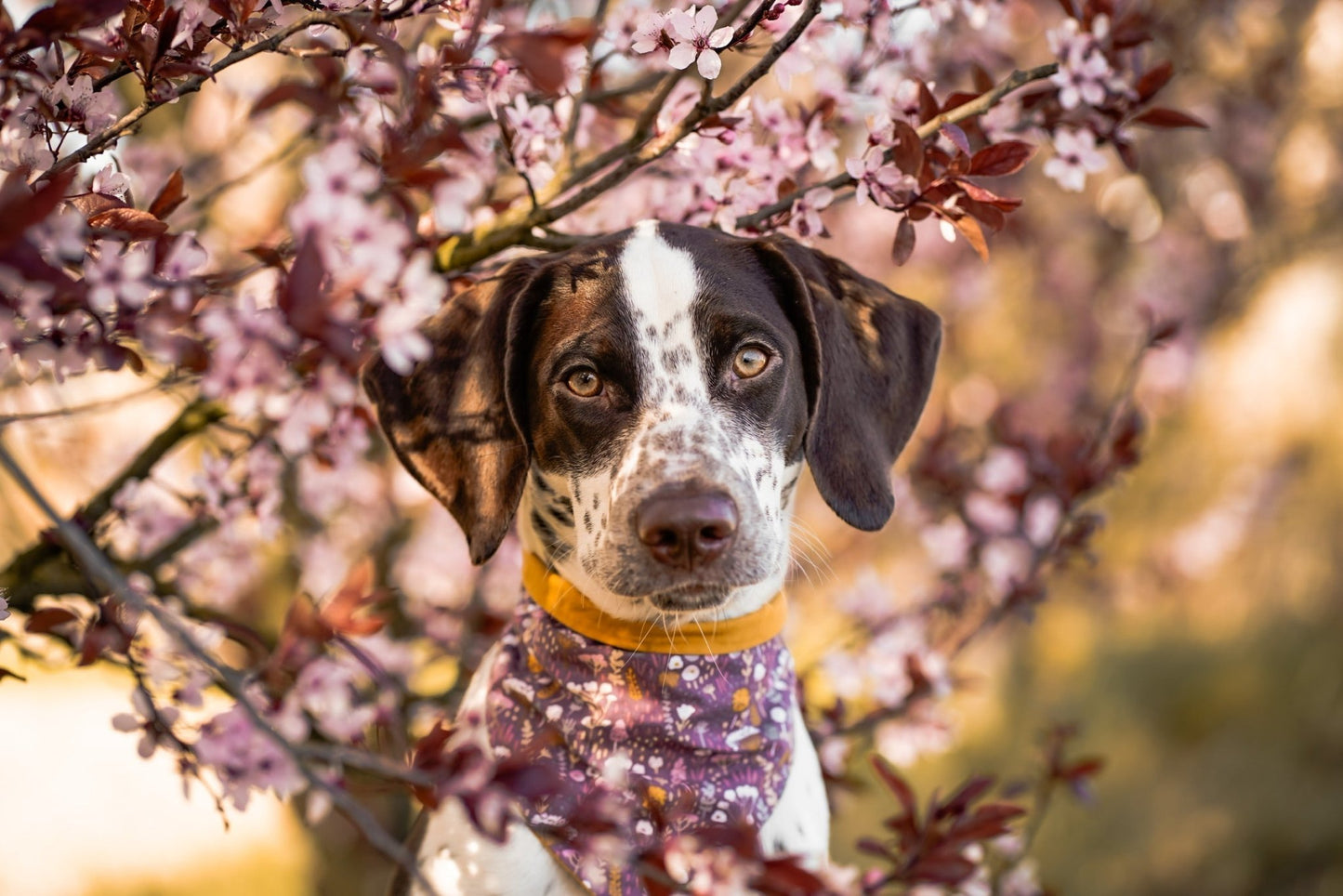 "Boho Bloom" Hundehalstuch - Mr. Fox Hundezubehör