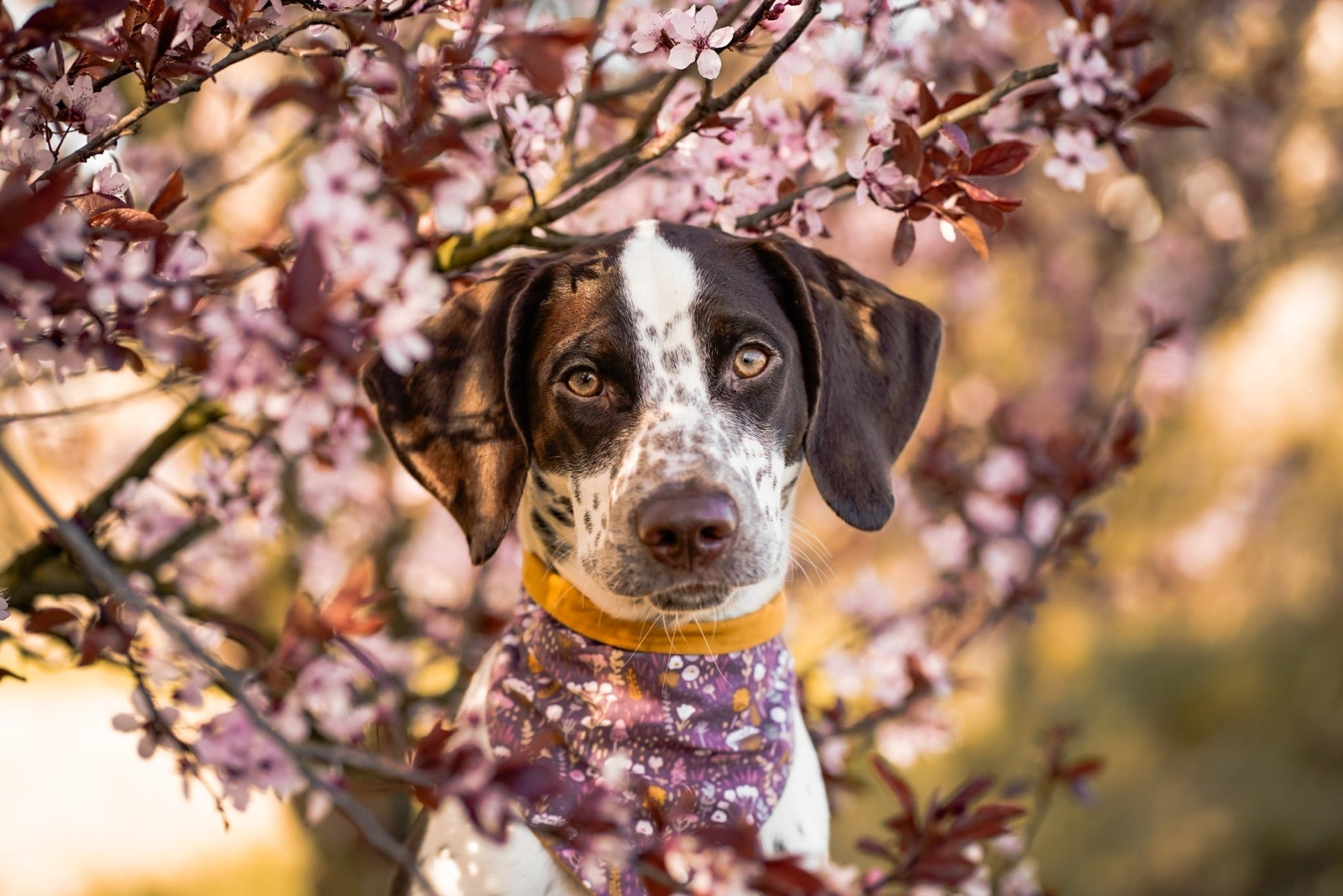 "Boho Bloom" Hundehalstuch - Mr. Fox Hundezubehör