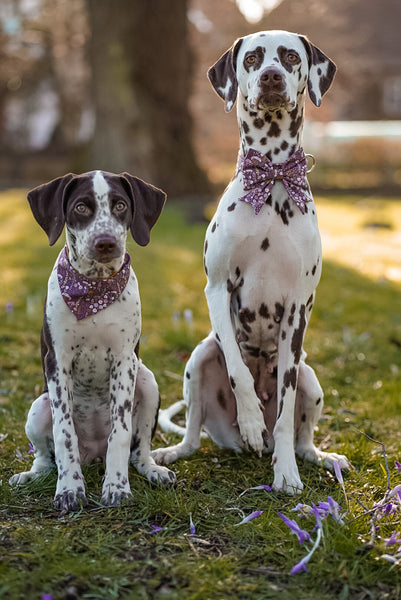 Hunde tragen Halstuch und Schleife mit Boho Blumen