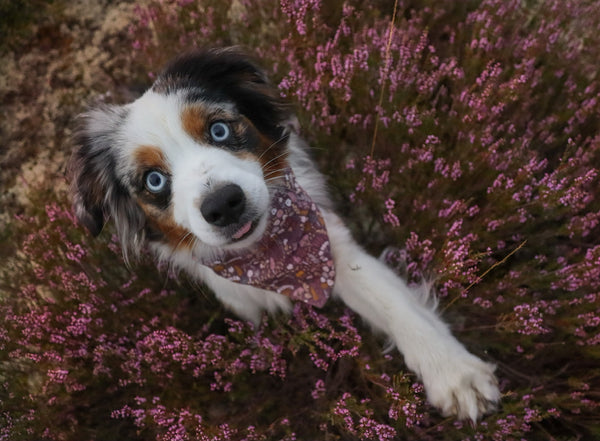 Hund trägt Halstuch mit lila Boho Blumen