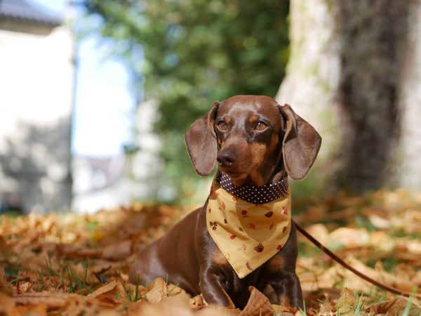 Hund trägt Halstuch mit Tieren und Blättern aus dem Wald