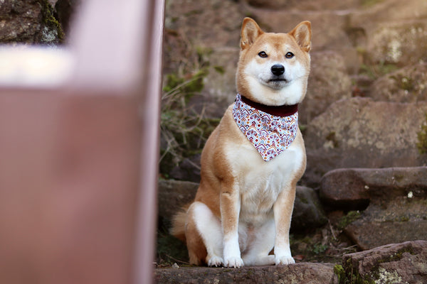 Hund trägt Halstuch mit Ethno-Muster 