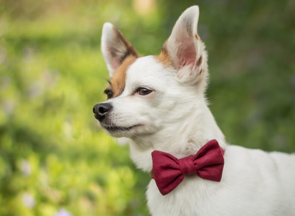 "Burgundy Uni" bow tie for dog collars