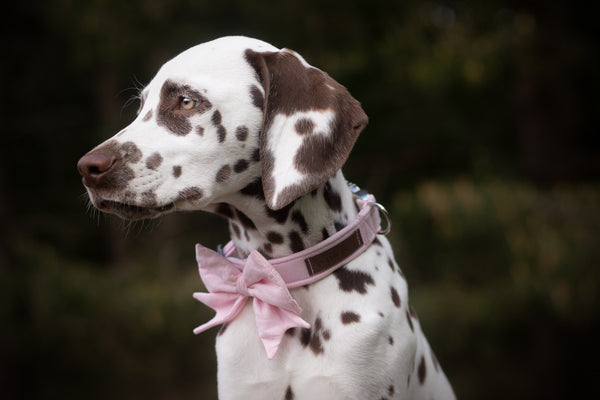 "Blush Pink Uni" collar for dogs