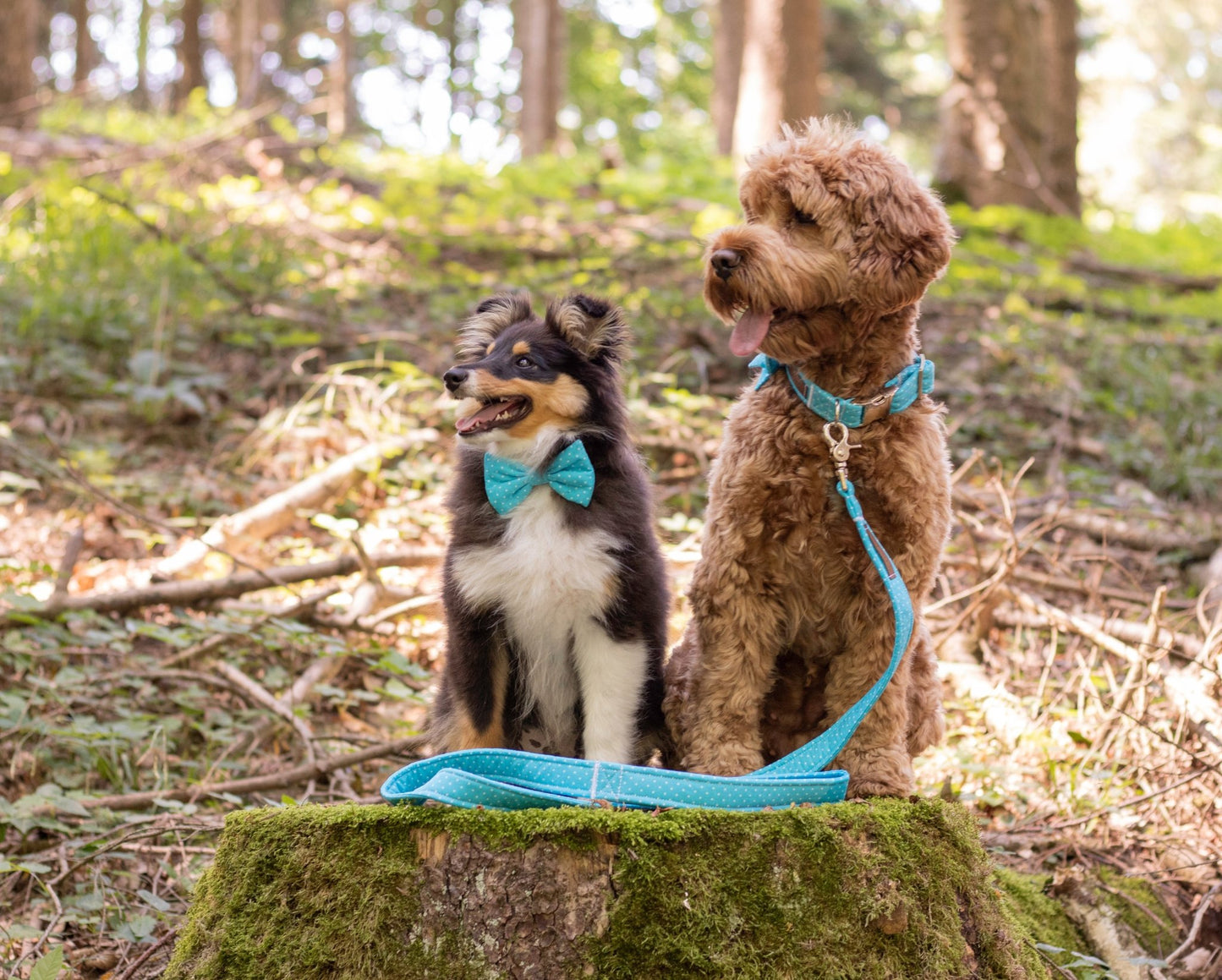 "Teal Polkadot" Hundeleine - Mr. Fox Hundezubehör