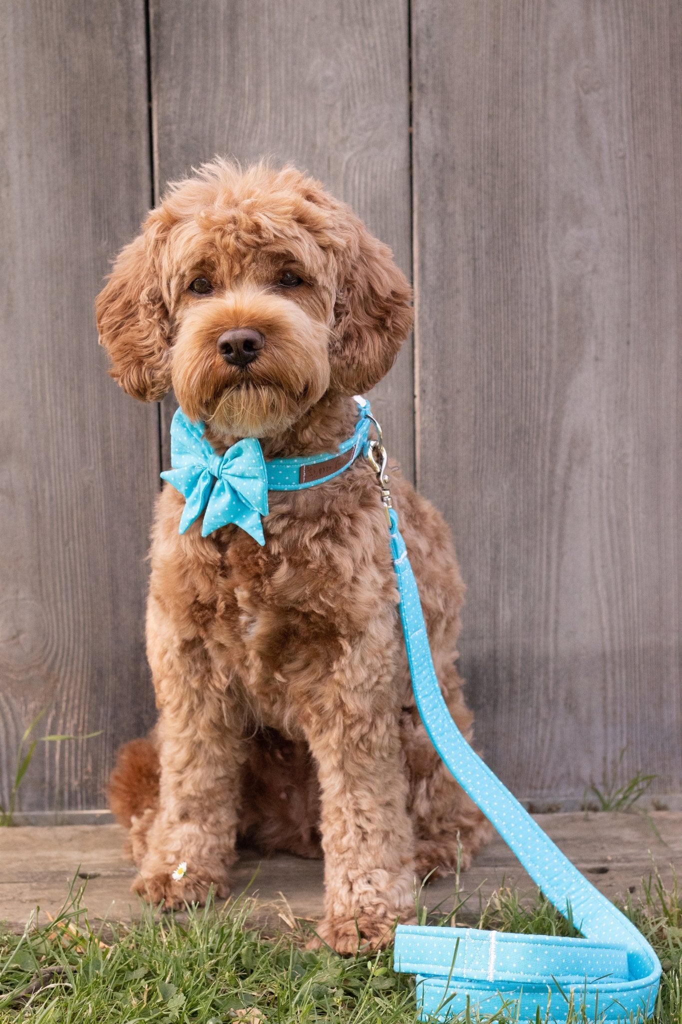 "Teal Polkadot" Schleife für Hundehalsbänder - Mr. Fox Hundezubehör