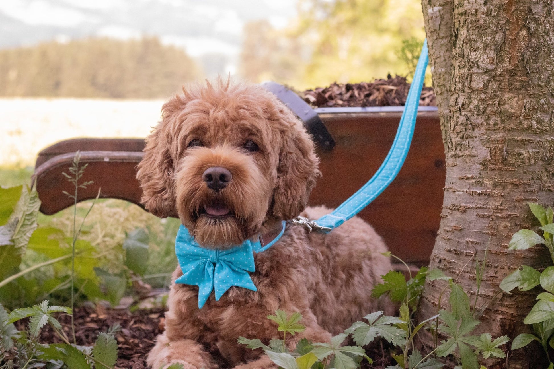 "Teal Polkadot" Schleife für Hundehalsbänder - Mr. Fox Hundezubehör