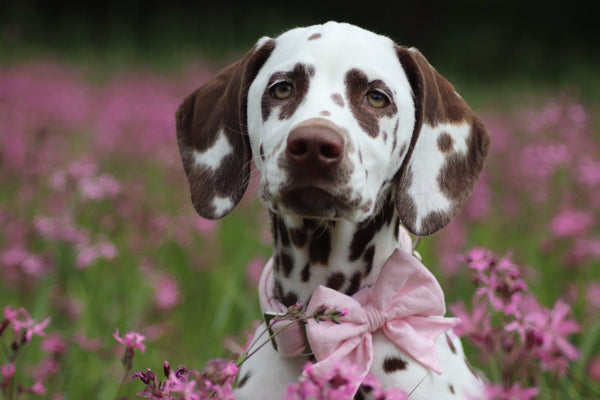 "Blush Pink Uni" collar for dogs