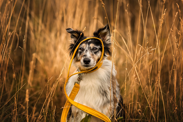 "Honey Uni" dog leash