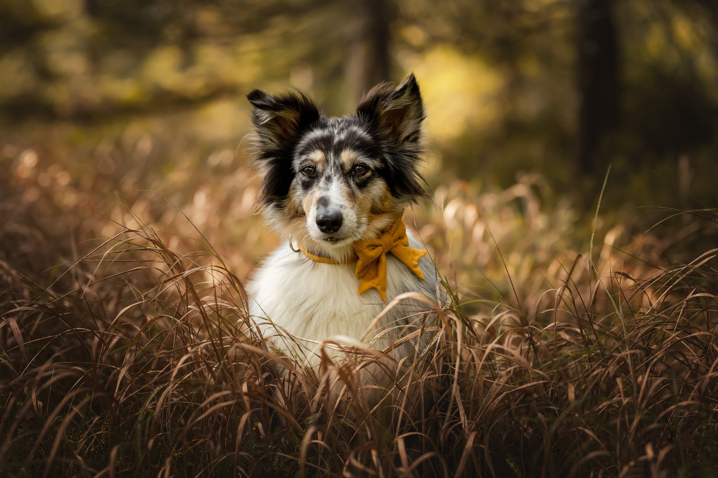 "Honey Uni" Halsband für Hunde - Mr. Fox Hundezubehör
