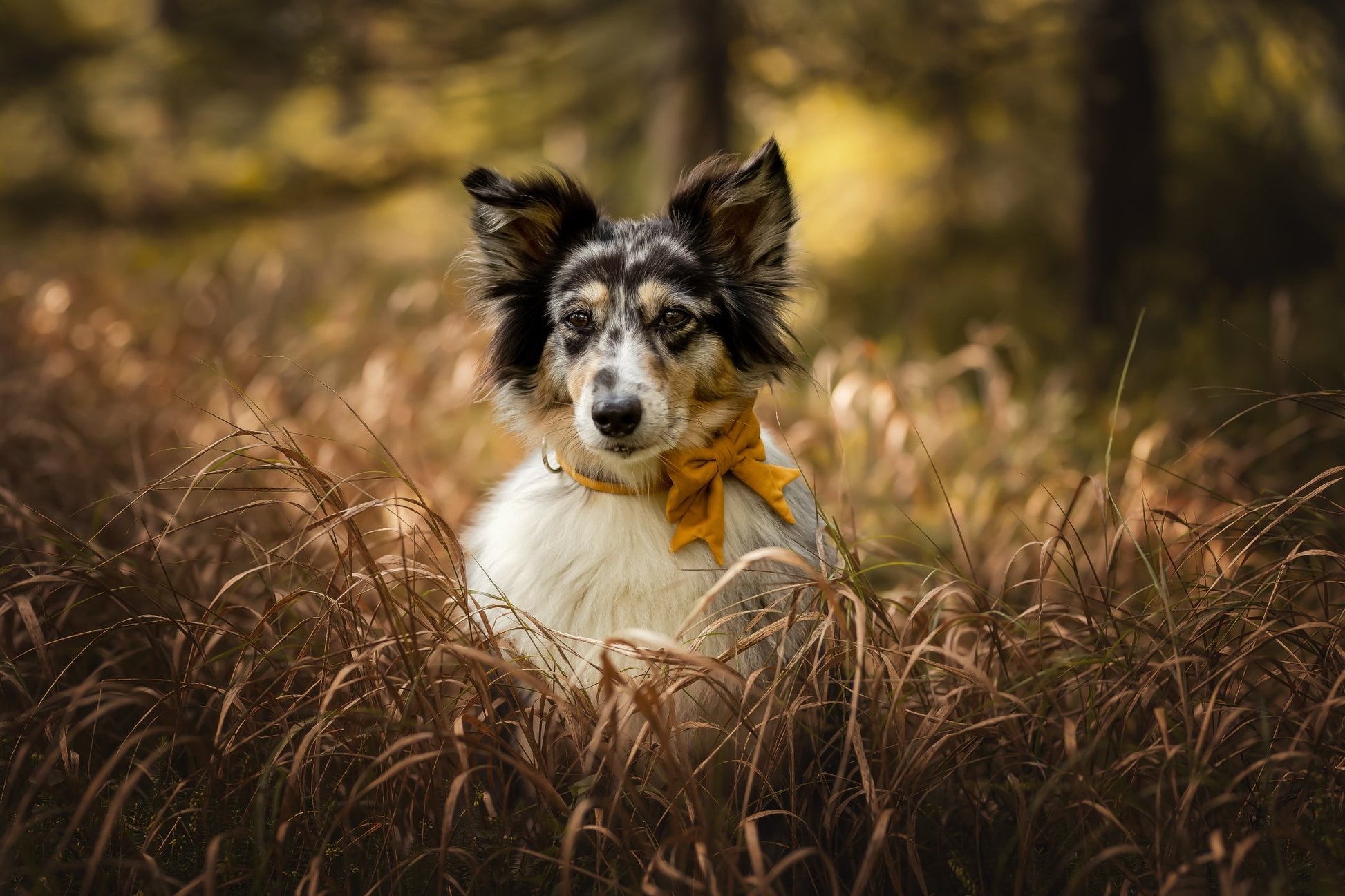 "Honey Uni" Halsband für Hunde - Mr. Fox Hundezubehör