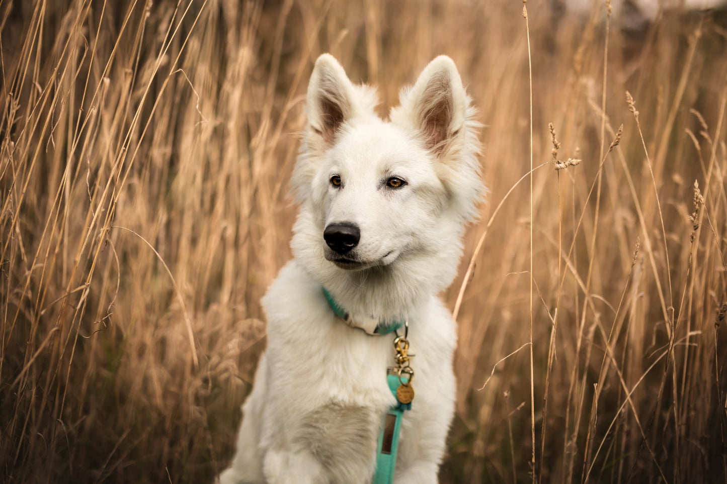 "Teal Uni" Halsband für Hunde - Mr. Fox Hundezubehör