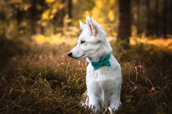 "Teal Uni" Halsband für Hunde