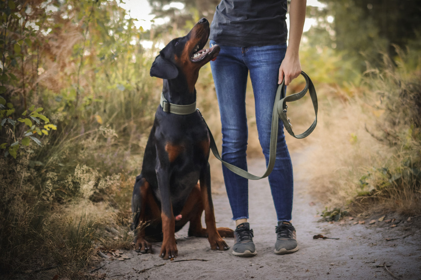 "Olive Uni" Halsband für Hunde - Mr. Fox Hundezubehör