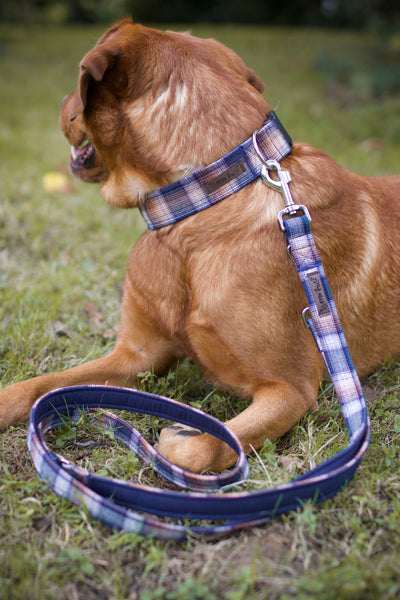 "Cozy Canterbury" Halsband für Hunde