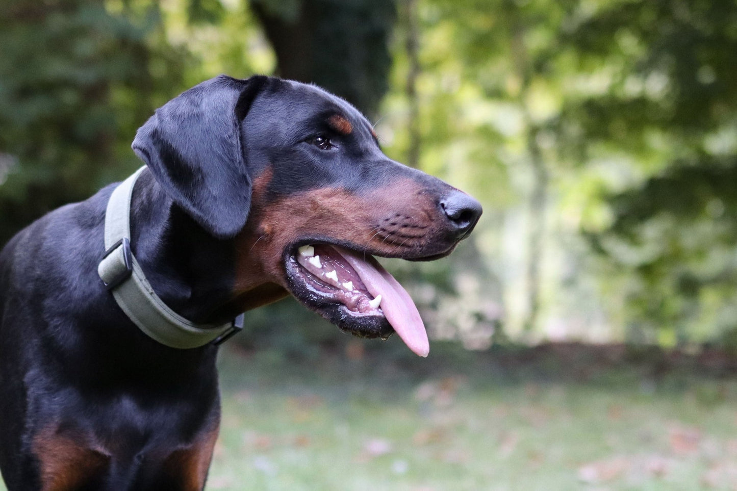 "Olive Uni" Halsband für Hunde - Mr. Fox Hundezubehör
