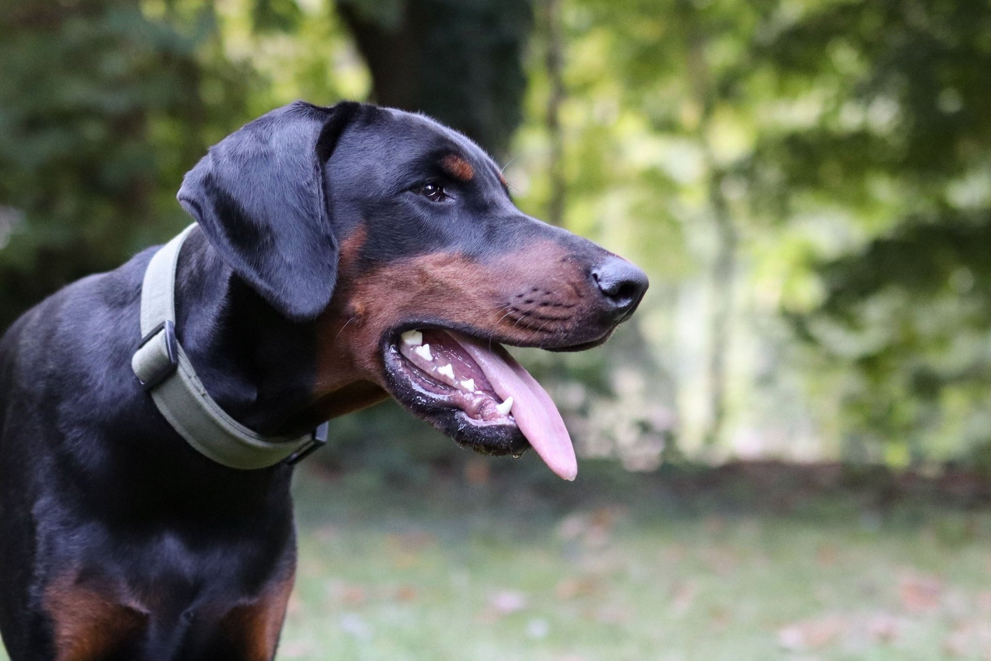 "Olive Uni" Halsband für Hunde - Mr. Fox Hundezubehör