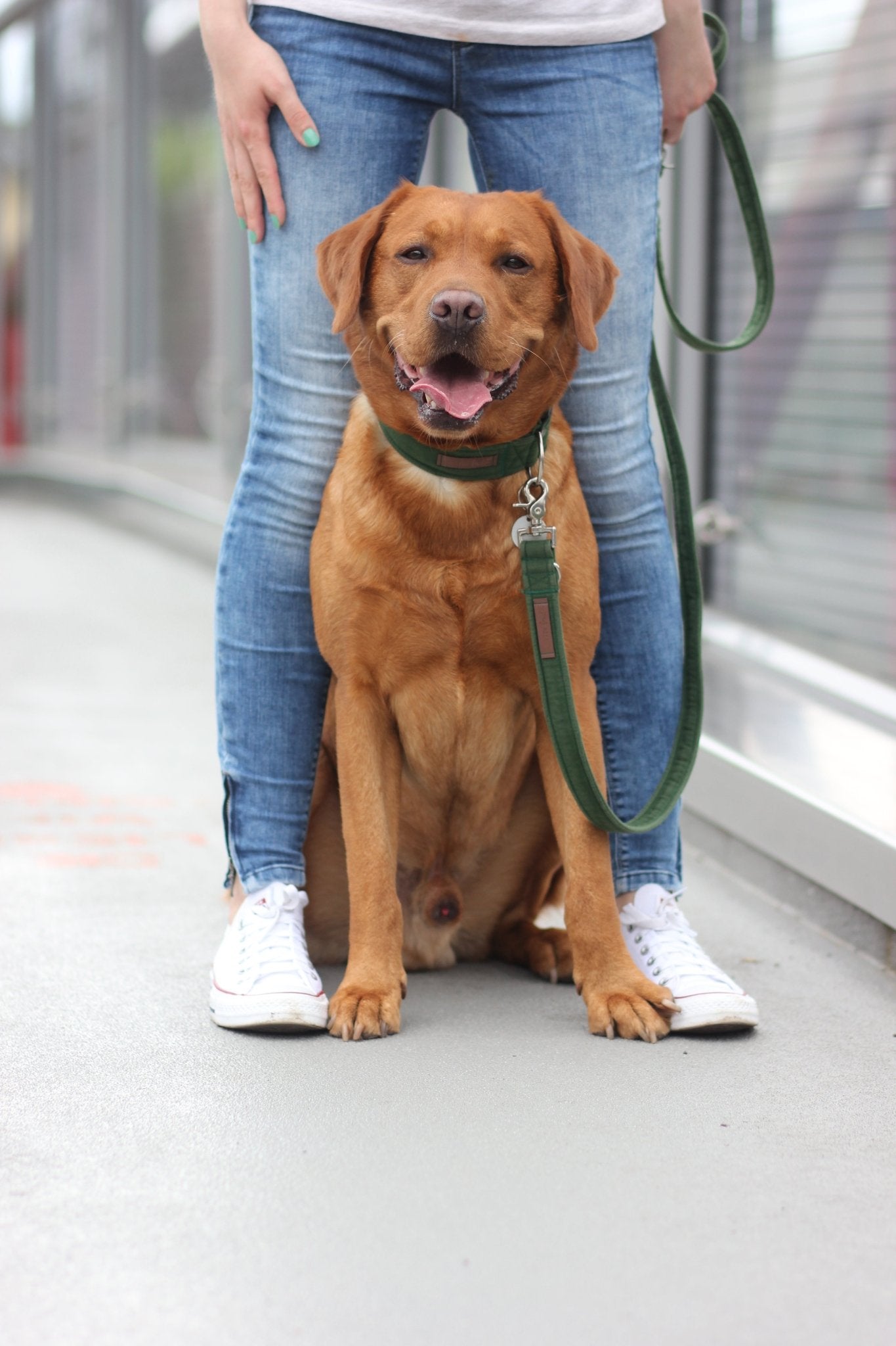 "Bottle Green Uni" Halsband für Hunde - Mr. Fox Hundezubehör