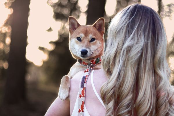 "Fox Festival" dog leash
