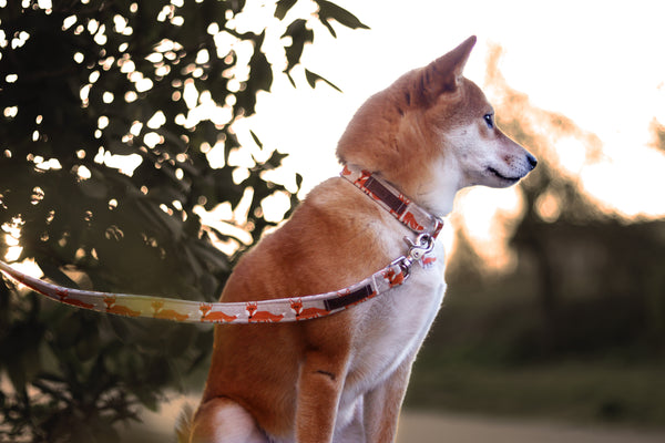 "Fox Festival" collar for dogs