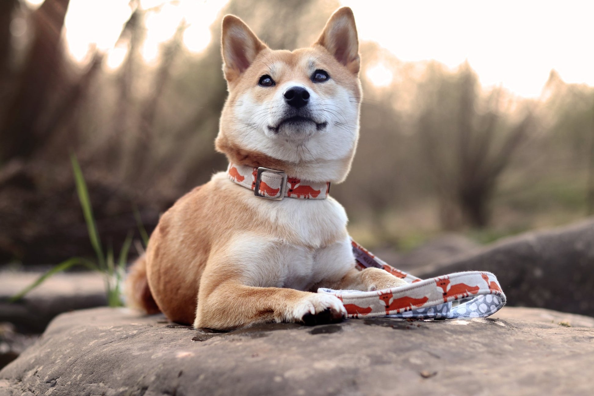 "Fox Festival" Halsband für Hunde - Mr. Fox Hundezubehör
