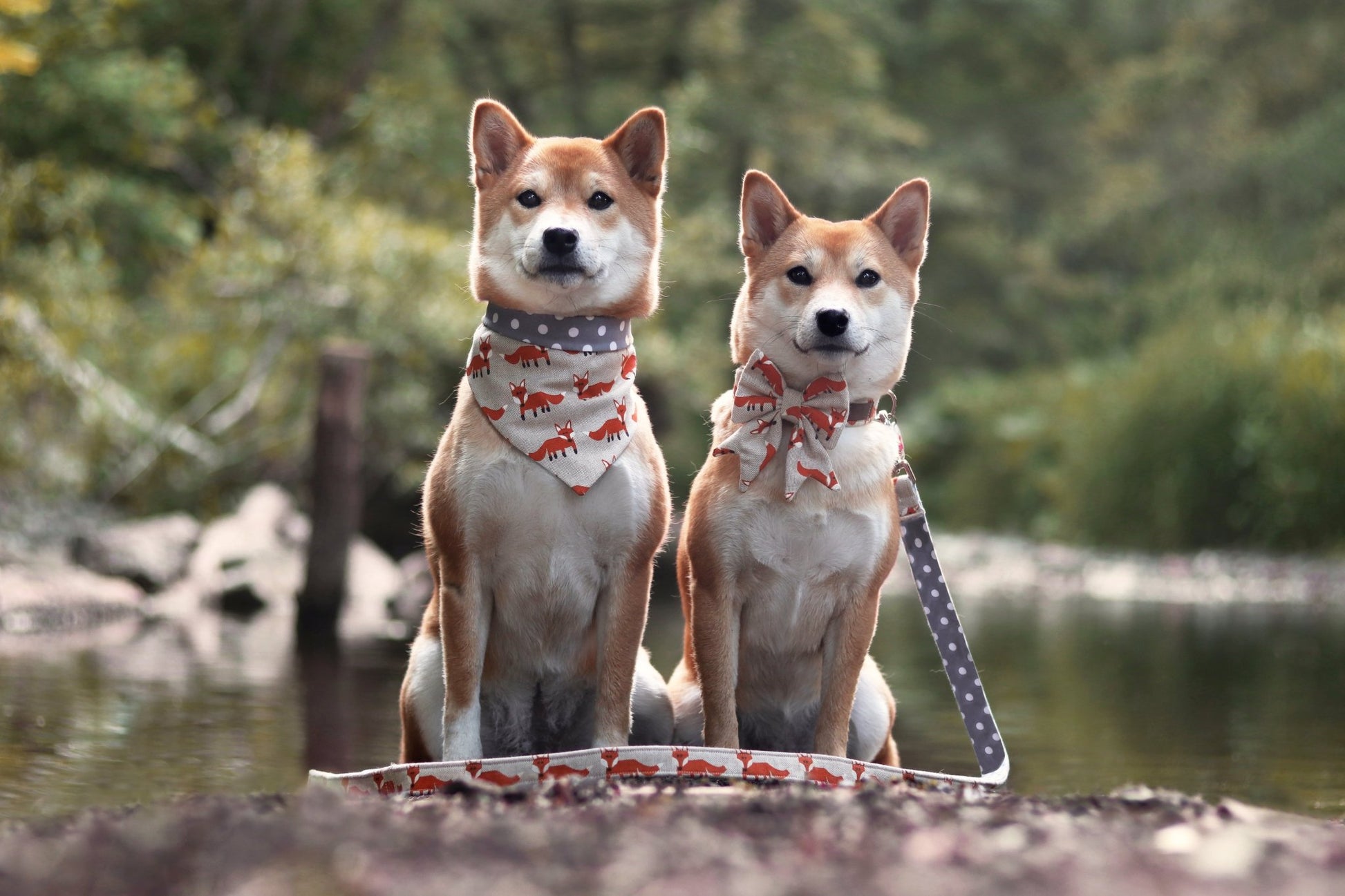 "Fox Festival" Schleife für Hundehalsbänder - Mr. Fox Hundezubehör