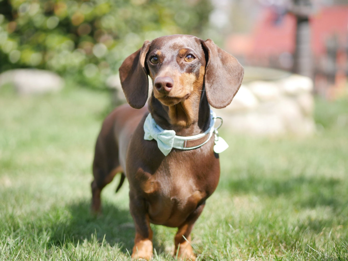 "Mint Polkadot" Halsband für Hunde - Mr. Fox Hundezubehör