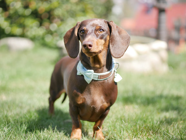 "Mint Polkadot" collar for dogs