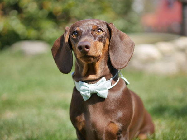 "Mint Polkadot" bow tie for dog collars