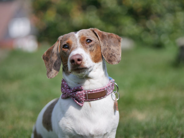 "Mauve Polkadot" collar for dogs