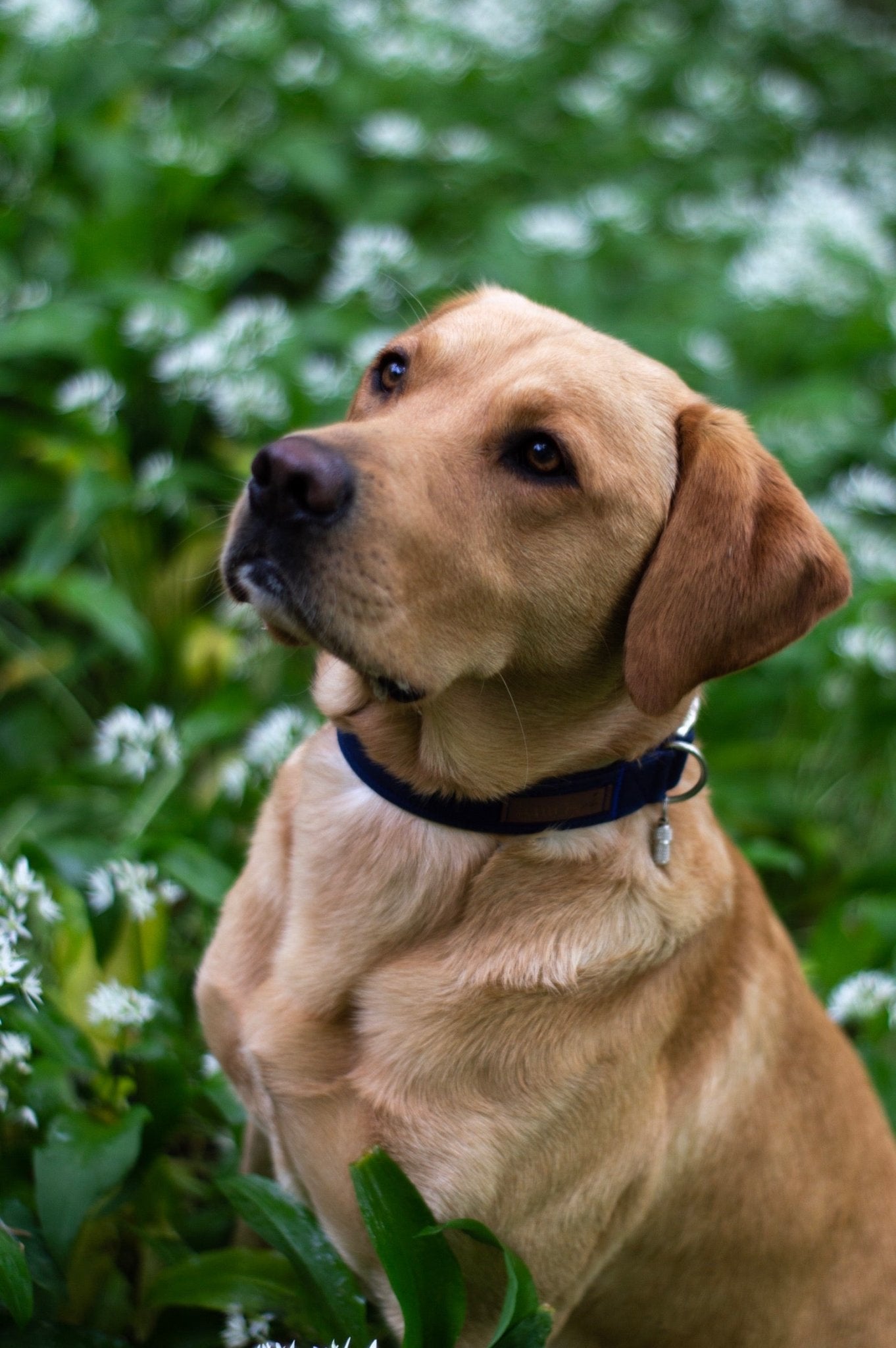 "Navy Uni" Halsband für Hunde - Mr. Fox Hundezubehör