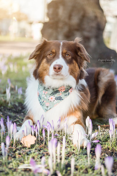 "Beauty & Bee" Hundehalstuch