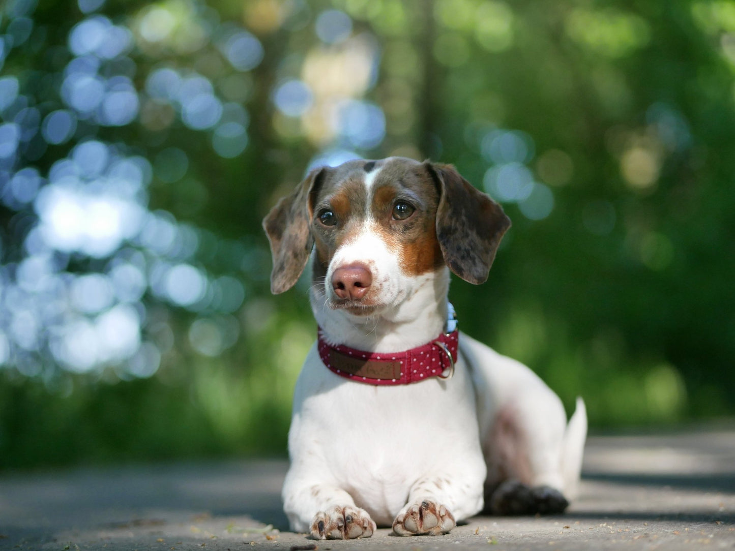 "Burgundy Polkadot" Halsband für Hunde - Mr. Fox Hundezubehör