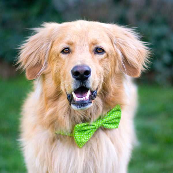 "Apple Green Polkadot" bow tie for dog collars