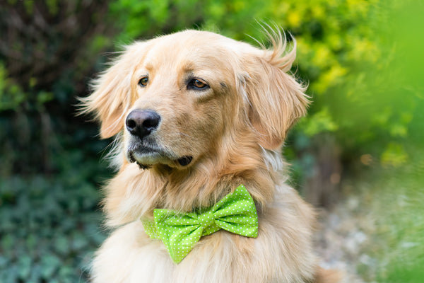 "Apple Green Polkadot" Fliege für Hundehalsbänder