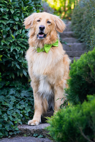 "Apple Green Polkadot" collar for dogs