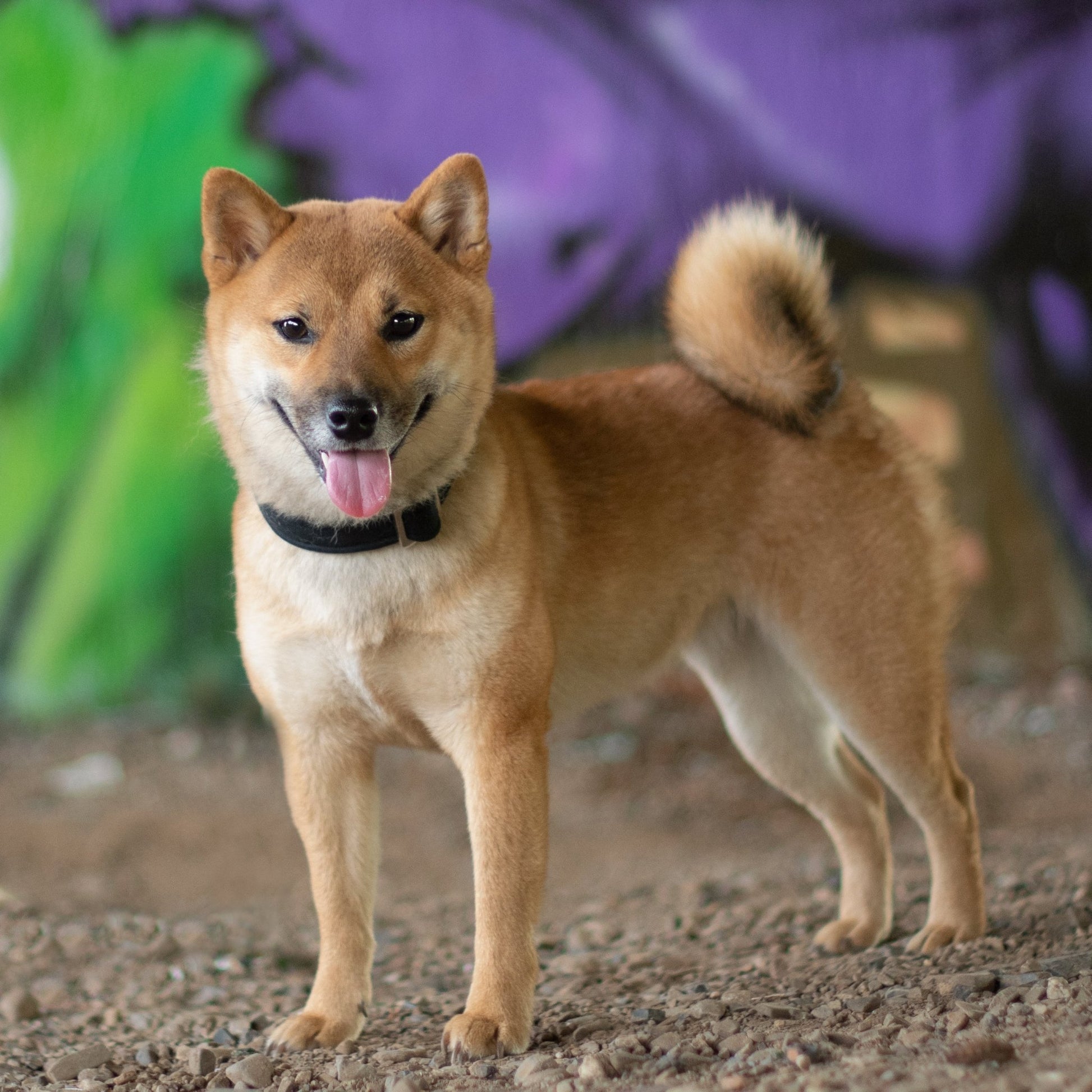 "Black Uni" Halsband für Hunde - Mr. Fox Hundezubehör
